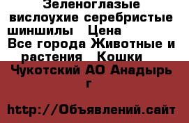 Зеленоглазые вислоухие серебристые шиншилы › Цена ­ 20 000 - Все города Животные и растения » Кошки   . Чукотский АО,Анадырь г.